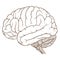 Coloured brainstem of human brain anatomy side view flat