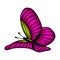 Coloured butterfly vector illustration eps10