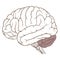 Coloured cerebellum of human brain anatomy side view flat