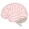 Coloured cerebrum of human brain anatomy side view flat