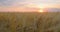 Coloured clouds, amazing unusual calm rye field. Sunset horizon. Landscape. Ears close-up, golden ripe grain. Crop farm