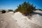 Coloured dune field with salt tolerant vegetation