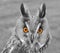 Coloured Eyed Owl