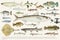 Coloured illustration of fish drawing collection