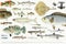 Coloured illustration of fish drawing collection