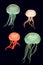 Coloured moon jellyfish & x28;Aurelia aurita& x29;