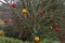 Coloured net buoys, suspended from a lichen covered tree.