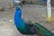 Coloured peacock