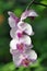 Coloured Phalaenopsis Orchid within Greenery