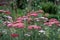 Colourful achillea flowers in a herbaceous border in the historic walled garden at Eastcote House Gardens, London UK