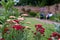 Colourful achillea flowers in a herbaceous border in the historic walled garden at Eastcote House Gardens, London UK