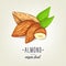 Colourful almond icon isolated on background. Vector sketch.