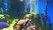 Colourful aquarium with bubbles, fresh water fish swimming around and aquatic plants