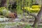 A colourful arrangement of flowers near a running creek