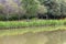 A colourful arrangement of flowers on a pond