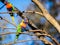 Colourful Australian Rainbow Lorikeet