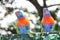 Colourful Australian Rainbow Lorikeet birds Trichoglossus haematodus