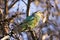 Colourful Australian Ringneck parrot