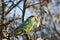 Colourful Australian Ringneck parrot