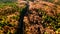 Colourful autumn landscape aerial view of empty asphalt roads, trees with yellow and orange leaves. European roads details