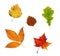 Colourful Autumn Leaves