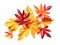 Colourful Autumn Leaves Generative AI Illustration