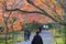 Colourful Autumn in Nison-in Temple, Kyoto, Japan