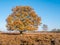 Colourful autumn oak tree in heath nature reserve Zuiderheide, L