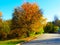 Colourful autumn trees in the street against blue sky. Trees coloured in yellow, green and red.