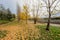 Colourful autumn trees with yellow leafs in the Madrid RÃ­o, the park of the Manzanares River in Madrid, Spain