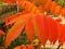 Colourful autumn. Vibrant autumn colours. Red shrub bush leaves.