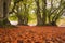 A colourful autumn woodland in the marche region, Italy