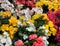 Colourful Background Of Annual Begonias