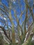 Colourful bark of snow gum tree