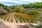 Colourful Basque Country vineyard and town of Elciego Alava Spain