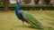 Colourful beautiful peacock walking on the grass.