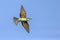 A colourful Bee-Eater in flight