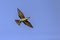 A colourful Bee-Eater in flight