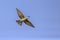 A colourful Bee-Eater in flight