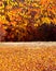 Colourful beech branches with yellow and orange folliage