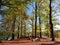 Colourful beech forest in autumn