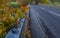 Colourful beech leaves by a road in Northumberland