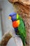 Colourful bird