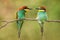 Colourful birds - European bee-eater Merops apiaster passes food to another bird