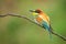 Colourful birds - European bee-eater Merops apiaster sitting on a stick.