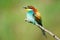 Colourful birds - European bee-eater Merops apiaster sitting on a stick.