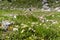 Colourful blossoms of alpine flowers in Triglav National Park