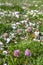 Colourful blossoms of alpine flowers in Triglav National Park