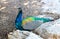 Colourful blue multicolored peacock sits hiding in sandy rocks