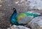 Colourful blue multicolored peacock sitting in rocks close up